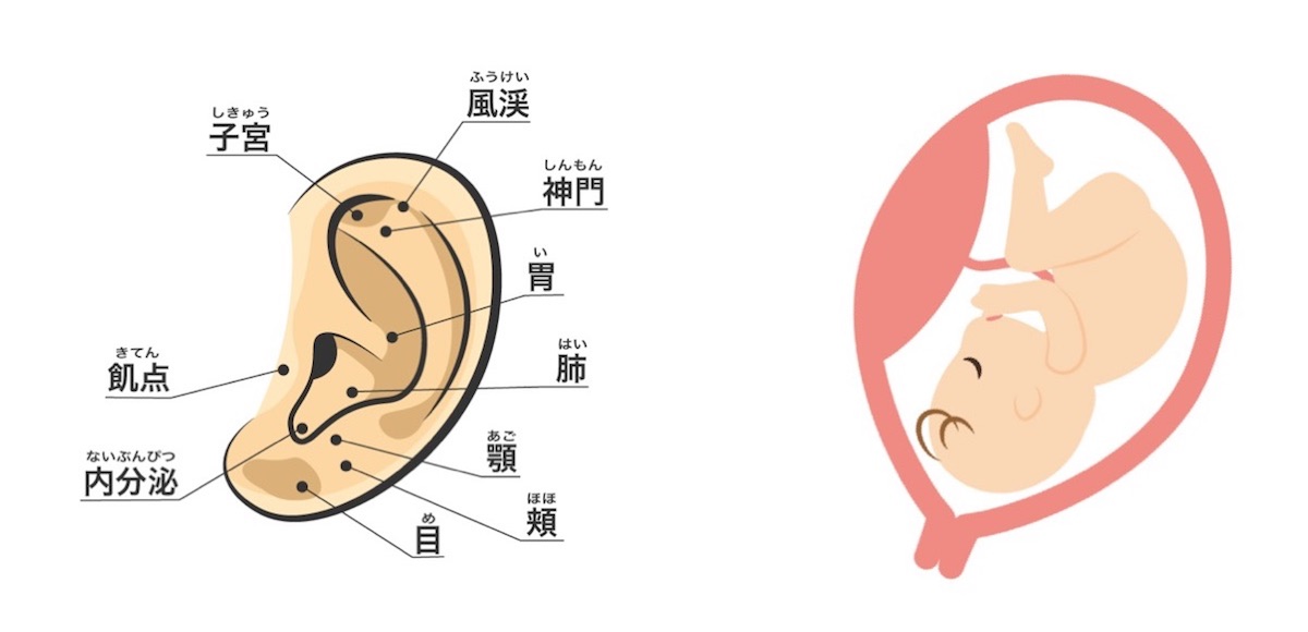 耳は赤ちゃんの相似形